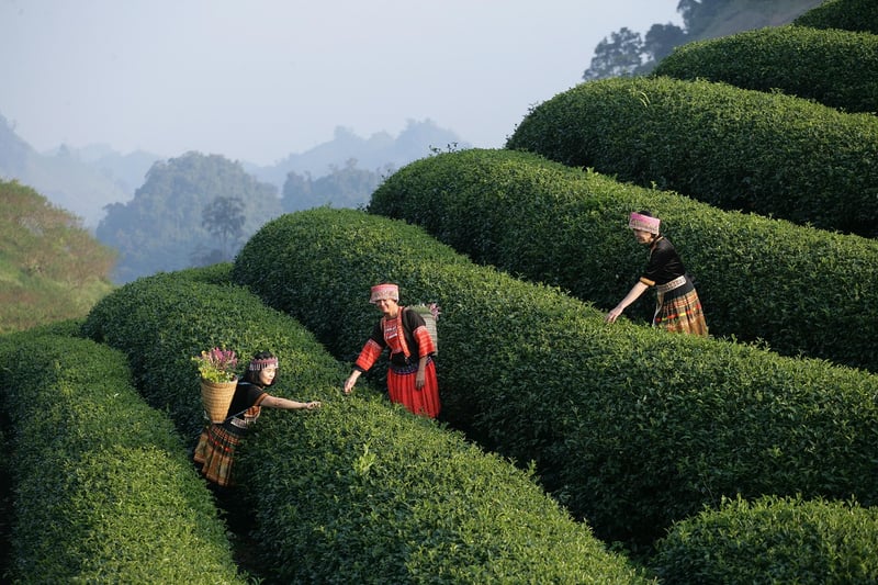 Fusion Feast Experience